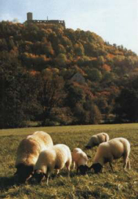 Das Kastell, das Hammelburg seinen Namen gab